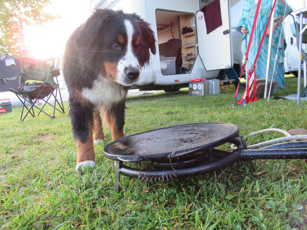 Clyde renifle les bonnes odeurs , attention mon louloup la plaque est chaude..